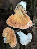 Laetiporus cincinnatus image