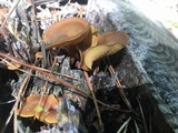 Callistosporium luteo-olivaceum image