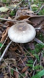 Agaricus deardorffensis image