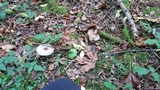 Agaricus deardorffensis image