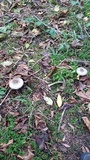 Agaricus deardorffensis image