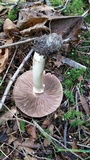 Agaricus deardorffensis image