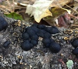 Jackrogersella multiformis image