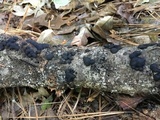 Jackrogersella multiformis image