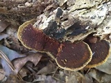 Phellinus gilvus image