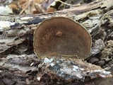 Phellinus gilvus image