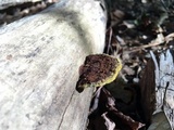 Phellinus gilvus image
