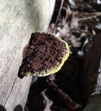 Phellinus gilvus image