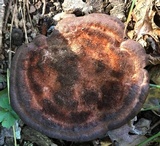Laetiporus persicinus image