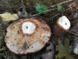 Laetiporus persicinus image