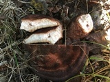 Laetiporus persicinus image