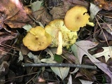 Tricholomopsis decora image