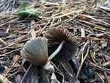Parasola auricoma image