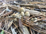 Parasola auricoma image