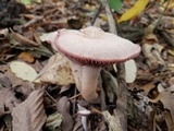 Laccaria ochropurpurea image