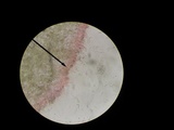Agrocybe arvalis image