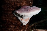 Leptoporus mollis image