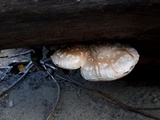 Hemipholiota populnea image