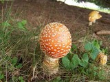 Amanita amerimuscaria image