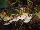 Merulius tremellosus image