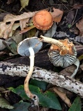 Leratiomyces squamosus image