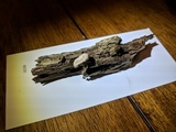 Arrhenia epichysium image