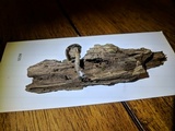 Arrhenia epichysium image