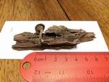 Arrhenia epichysium image