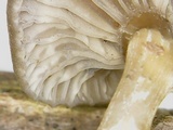 Arrhenia epichysium image