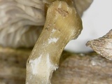 Arrhenia epichysium image