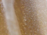 Arrhenia epichysium image