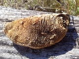 Daedalea quercina image