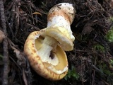 Suillus caerulescens image