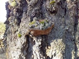 Phellinus gilbertsonii image