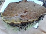 Phellinus gilbertsonii image