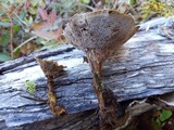 Coltricia perennis image