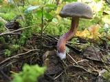 Xerocomellus mendocinensis image