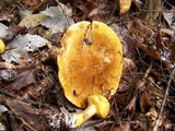 Suillus grevillei image