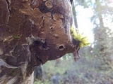 Hydnoporia tabacina image
