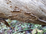 Hydnoporia tabacina image