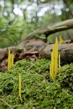 Clavulinopsis fusiformis image