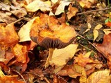 Leratiomyces squamosus image
