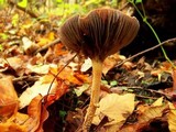 Leratiomyces squamosus var. thraustus image