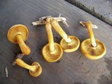 Gymnopilus luteus image