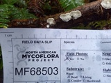 Postia leucomallella image