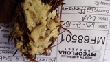 Perenniporia subacida image