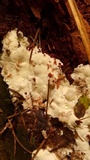 Perenniporia subacida image