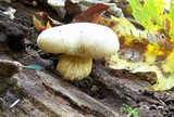 Gymnopilus luteus image