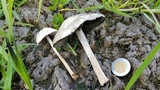 Panaeolus antillarum image
