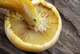 Gymnopilus luteus image